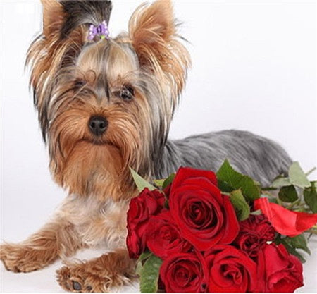 Cute Yorkshire Terrier Dog Wall Stickers